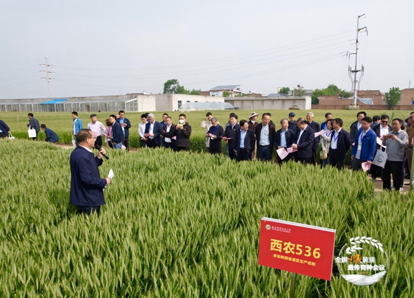 代表参观小麦新品种试验田_副本.jpg