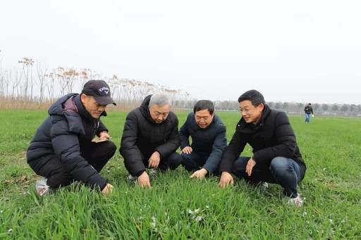《科学网》康振生院士:战疫同时莫忘小麦早春病虫草害防控
