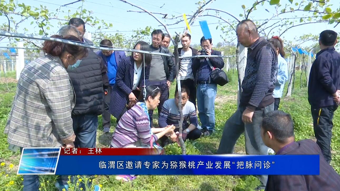 临渭区邀请专家为猕猴桃产业发展“把脉问诊”