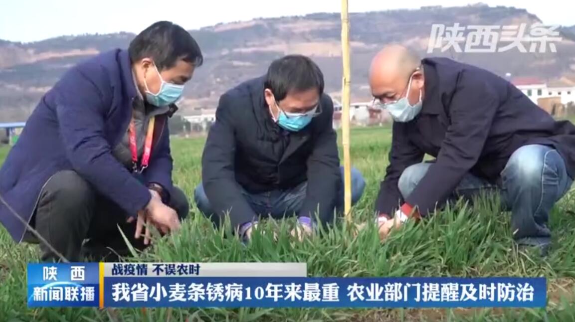【陕西新闻联播】【战疫情 不误农时】我省小麦条锈病10年来最重 农业部门提醒及时防治