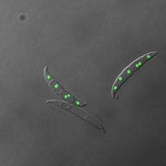 赤霉菌孢子中定位的转录因子