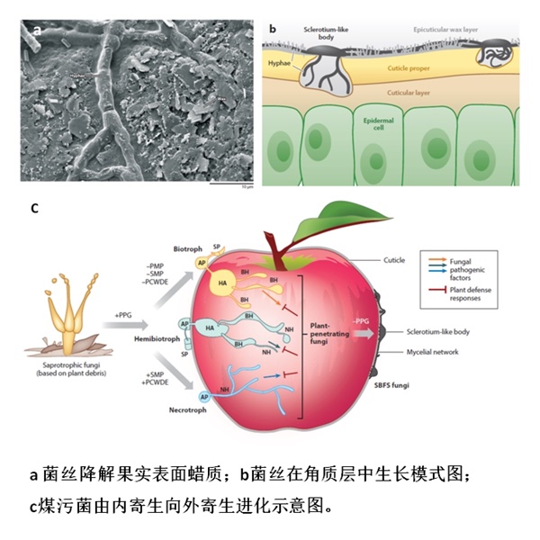 孙广宇教授团队在《植物病理学年评》发表文章